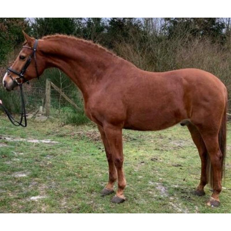 Bloedmooie brave bijna 12 jr ruin van ca 1.67 mtr