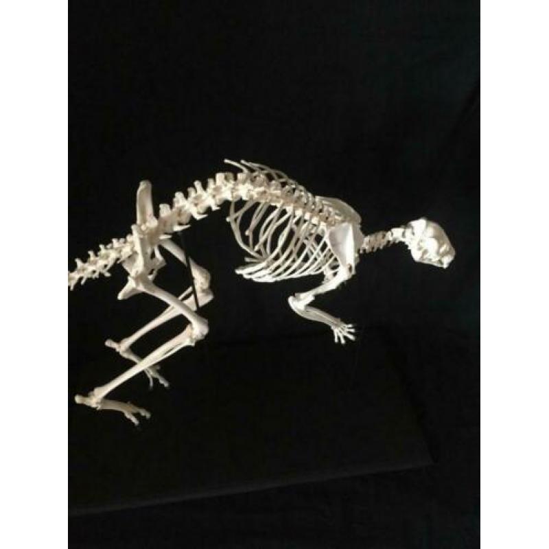 Gezocht overleden dieren voor skelet, schedel of opzetten
