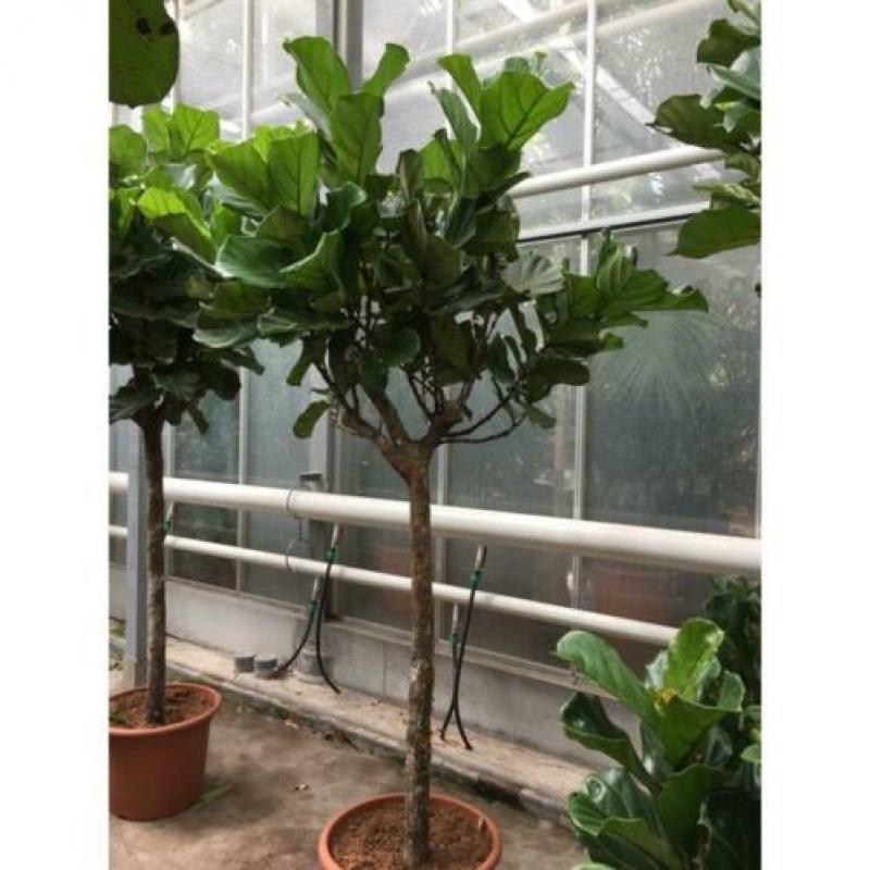 Ficus Lyrata - Vioolplant 265-275cm art53862