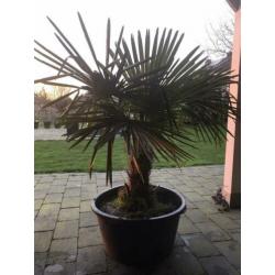 Palmboom winterhard