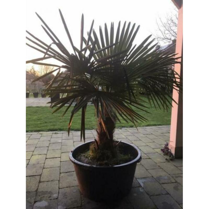 Palmboom winterhard