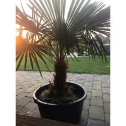 Palmboom winterhard