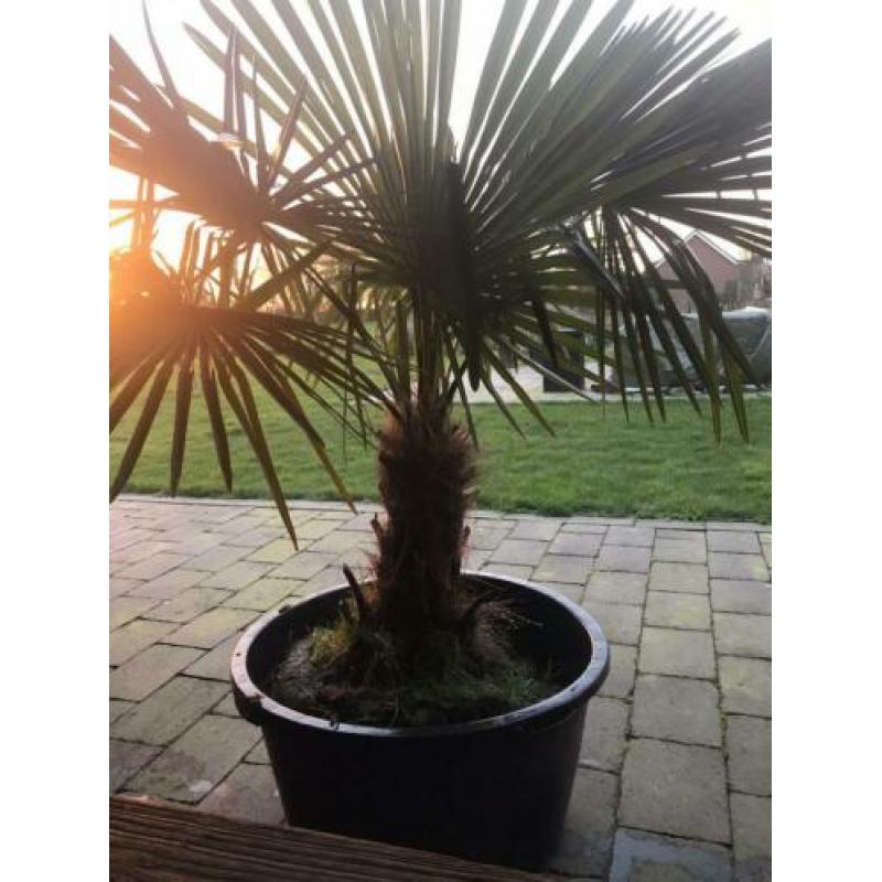 Palmboom winterhard