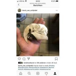 Gezocht overleden dieren voor skelet, schedel of opzetten