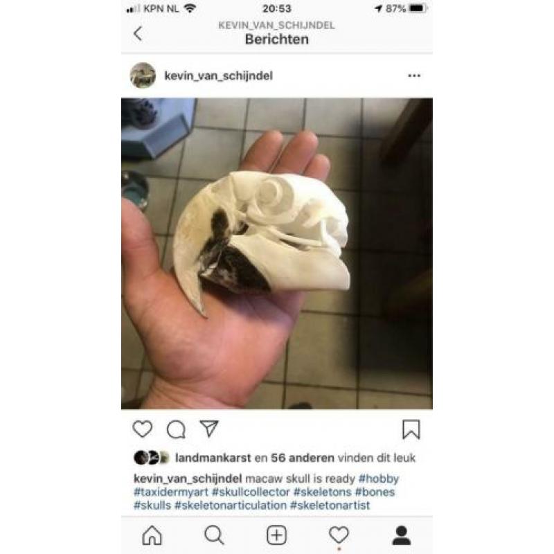 Gezocht overleden dieren voor skelet, schedel of opzetten