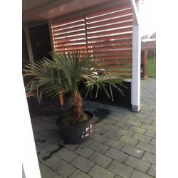 Palmboom winterhard