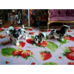 Honden beeldjes puntgaaf porselein: Cocker Spaniel