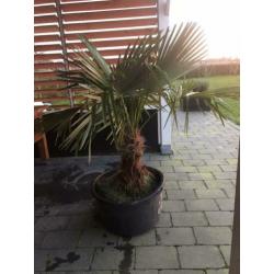 Palmboom winterhard