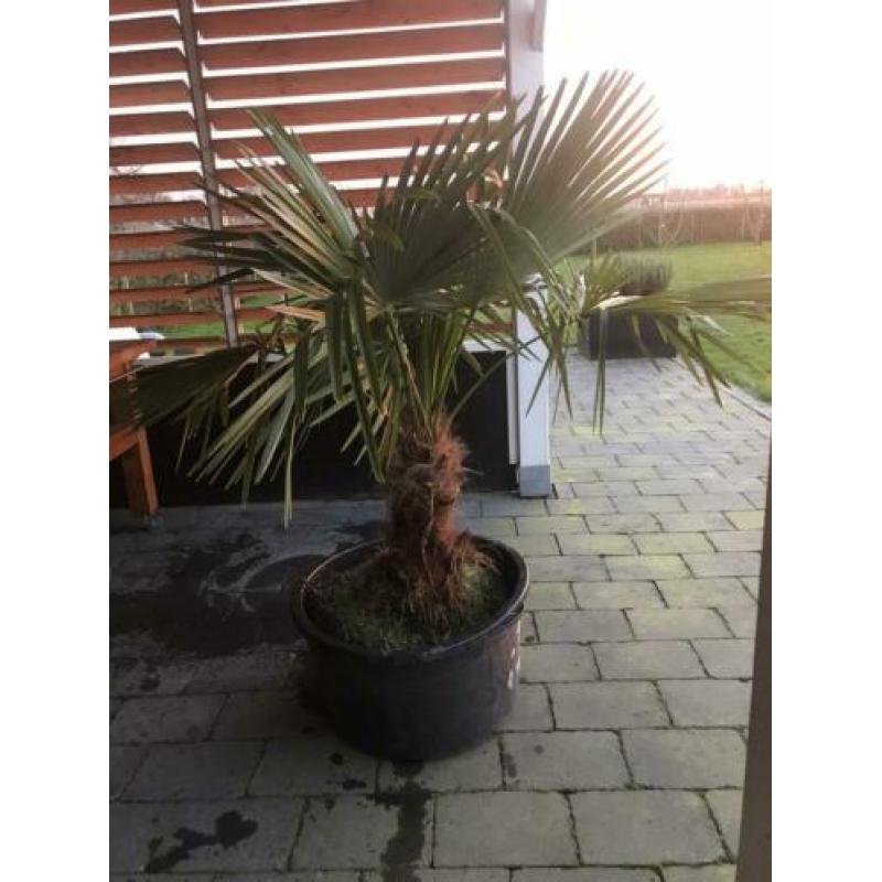 Palmboom winterhard