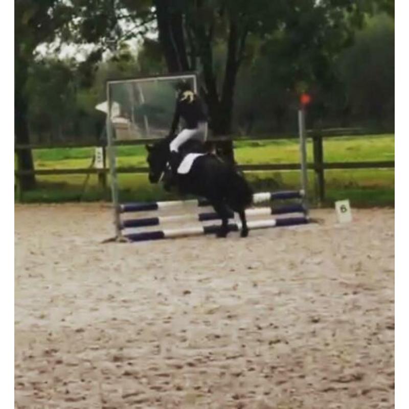 shetlander zoekt verzorger(tje)