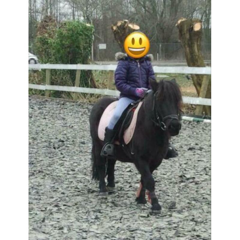 shetlander zoekt verzorger(tje)