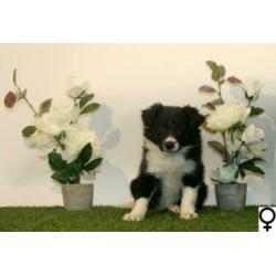 Border Collie pups