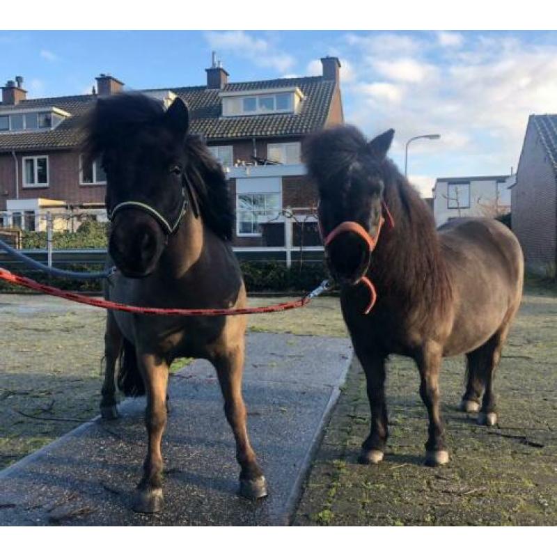 Shetjes