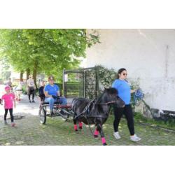Shetjes