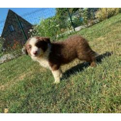 Border Collie pups