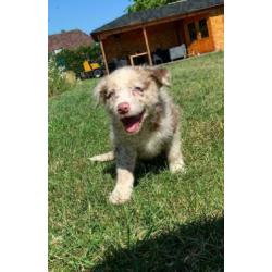 Border Collie pups