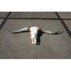 Gebleekte longhorn schedel, Zeer groot aanbod!!!
