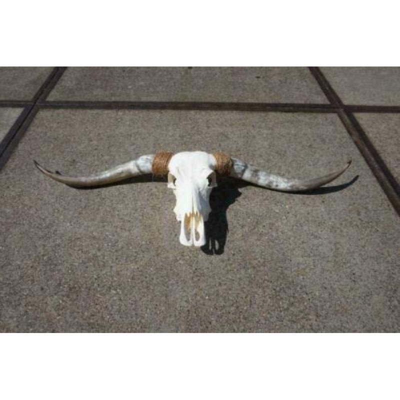 Gebleekte longhorn schedel, Zeer groot aanbod!!!