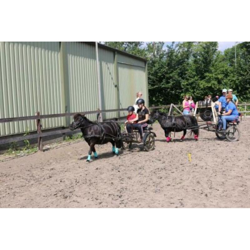Shetjes
