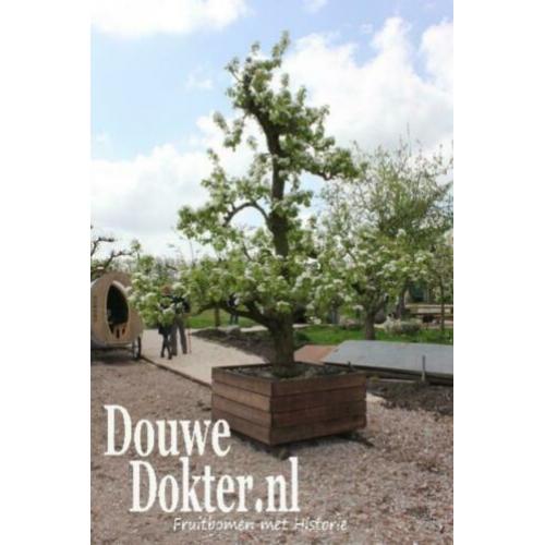 Oude perenbomen in bak