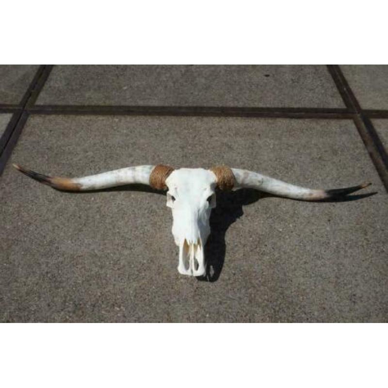 Gebleekte longhorn schedel, Zeer groot aanbod!!!