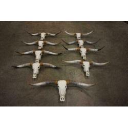 Gebleekte longhorn schedel, Zeer groot aanbod!!!