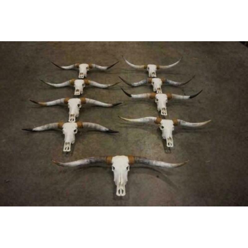 Gebleekte longhorn schedel, Zeer groot aanbod!!!