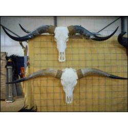 Gebleekte longhorn schedel, Zeer groot aanbod!!!