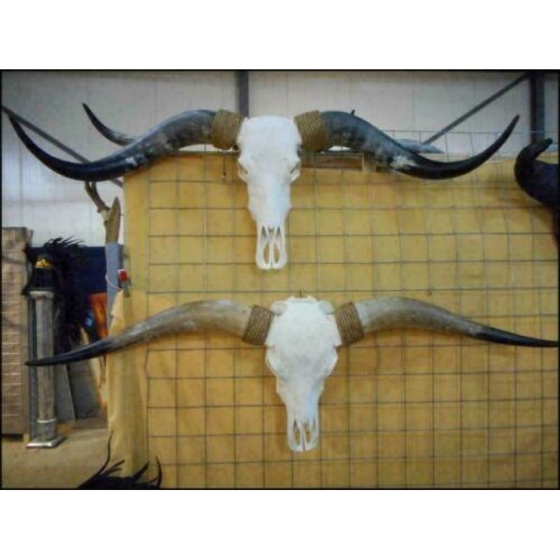 Gebleekte longhorn schedel, Zeer groot aanbod!!!