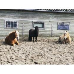 shetlander zoekt verzorger(tje)