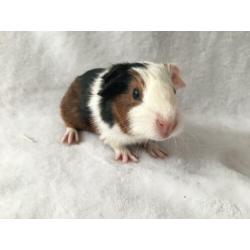 Prachtig cavia beertje gladharig maar rex dragend