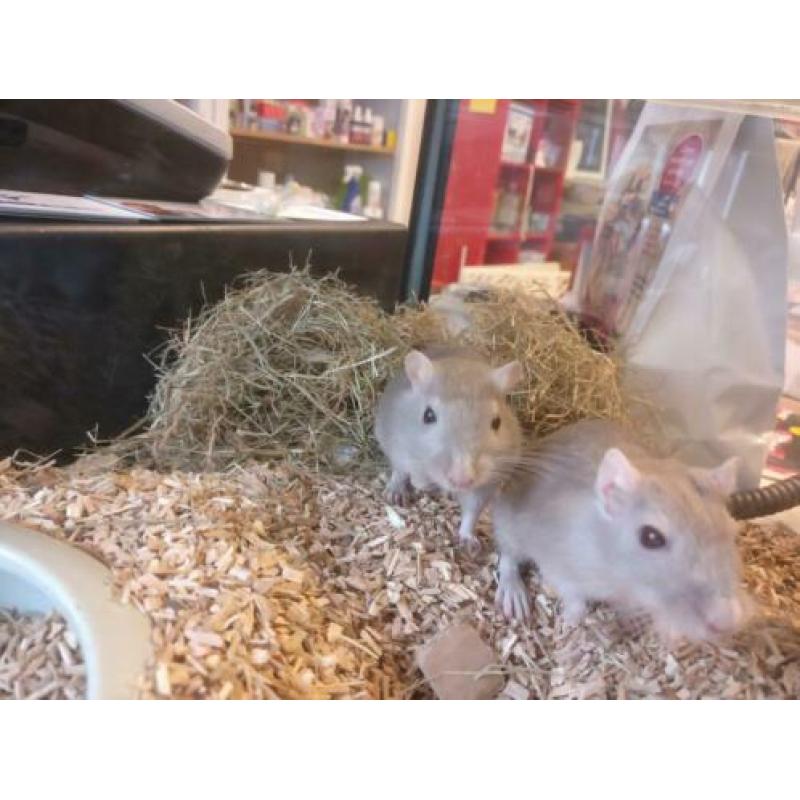 Gerbils
