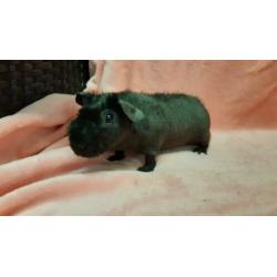 Skinny cavia beren