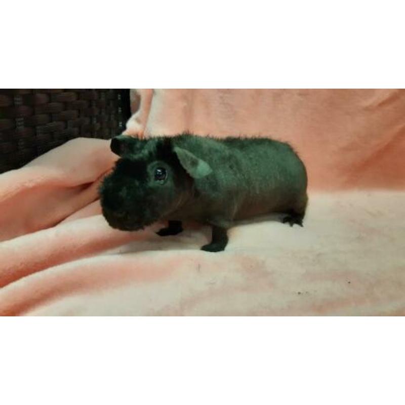 Skinny cavia beren