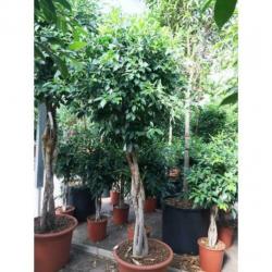 Ficus 'nitida' 490-500cm art39144