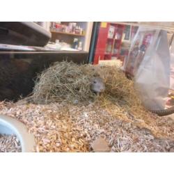 Gerbils