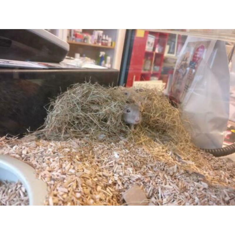 Gerbils