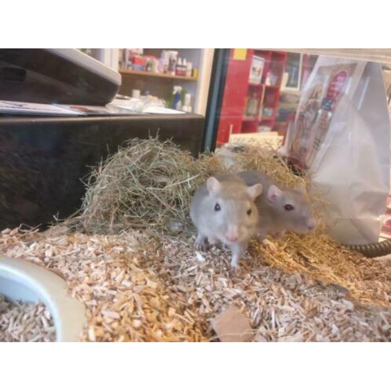 Gerbils