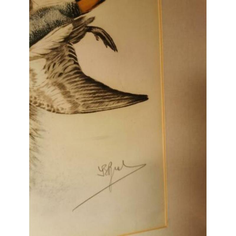 litho jachttafereel Springer Spaniels
