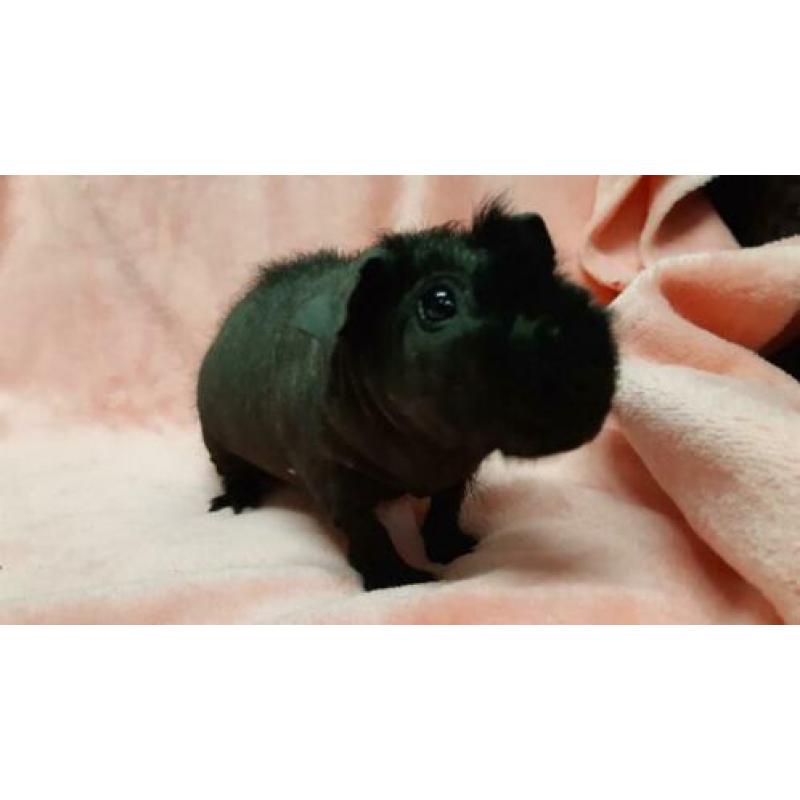 Skinny cavia beren