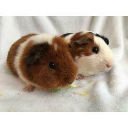 Prachtig cavia beertje gladharig maar rex dragend