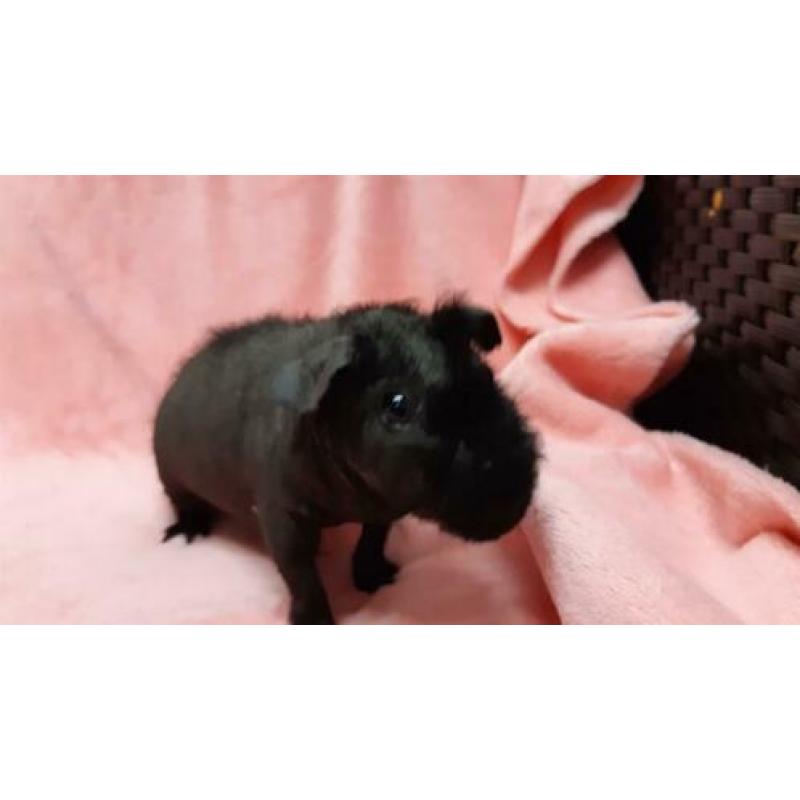 Skinny cavia beren