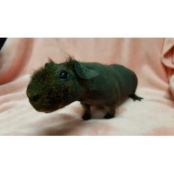 Skinny cavia beren
