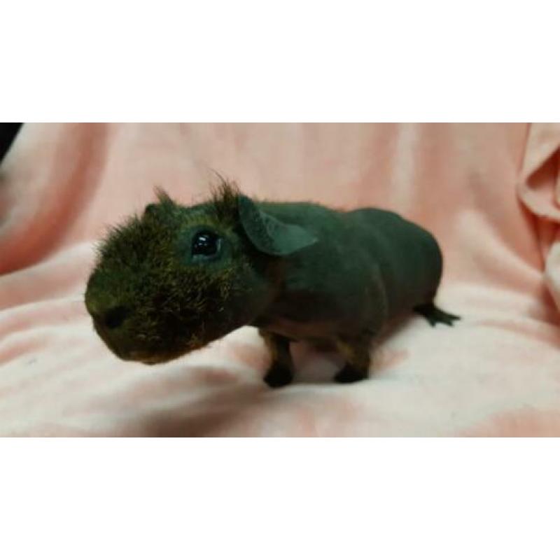 Skinny cavia beren