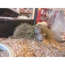 Gerbils