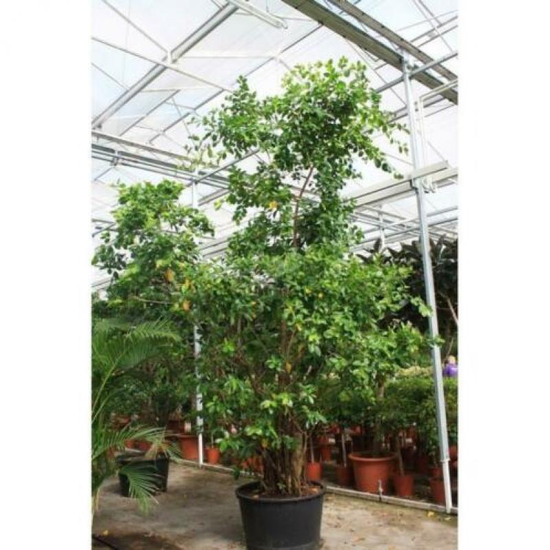 Ficus 'nitida' 490-500cm art39144