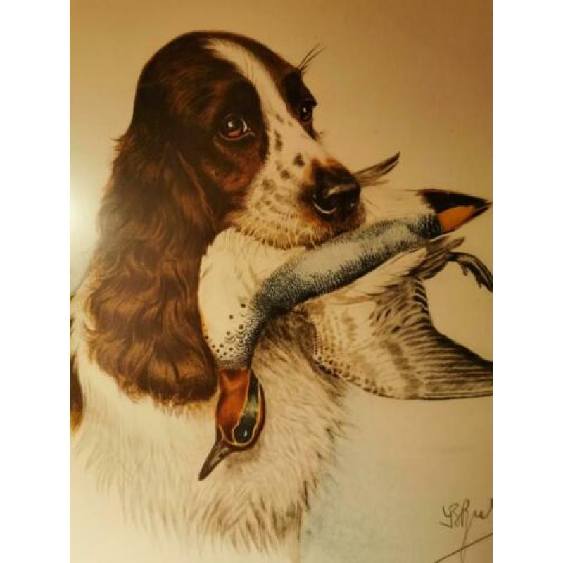 litho jachttafereel Springer Spaniels