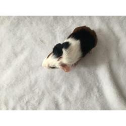 Prachtig cavia beertje gladharig maar rex dragend