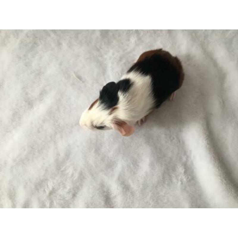 Prachtig cavia beertje gladharig maar rex dragend