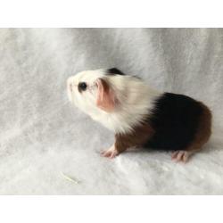 Prachtig cavia beertje gladharig maar rex dragend